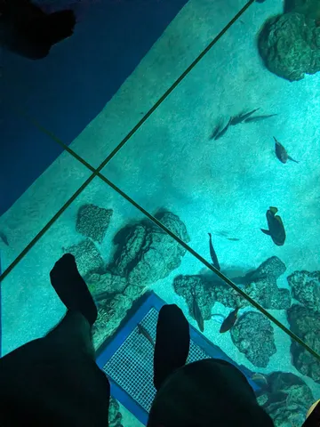 ガラス越しの海中風景