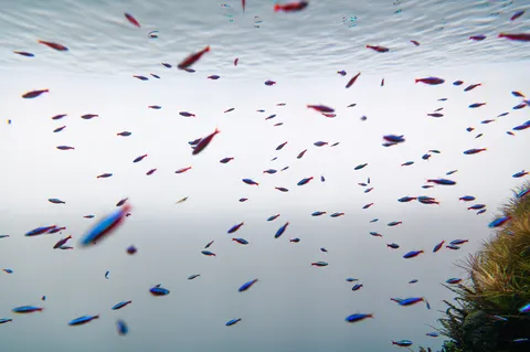 水中の小さな宝石たち