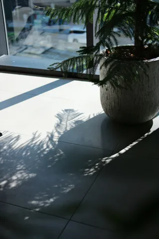 光と影の室内植物