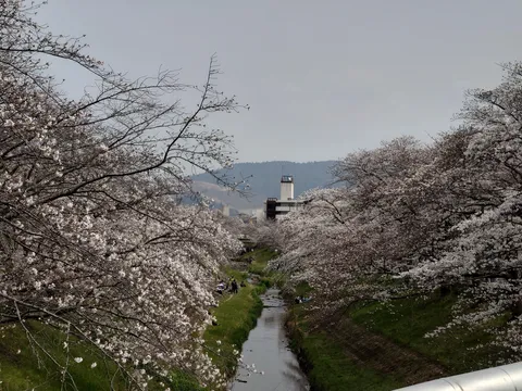 川沿いの桜並木、健やかな季節の訪れ