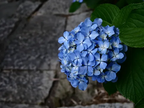 青い紫陽花の繊細な美しさ