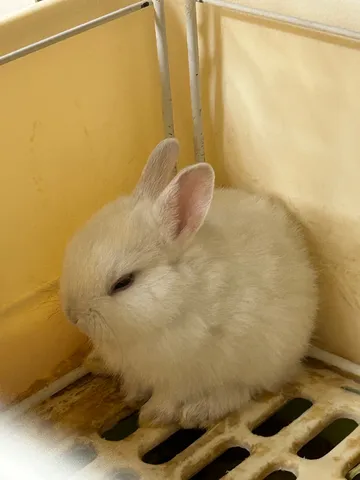 すやすや、うさぎの寝息
