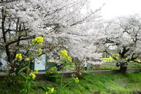 桜と菜の花、列車の春景色