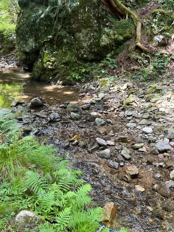 苔むす岩と清流の囁き