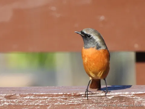飛び出す秋の小さな旅人