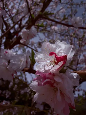 春の訪れ、淡い夢色の花