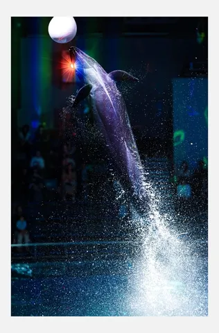 水しぶきを上げて輝くイルカ