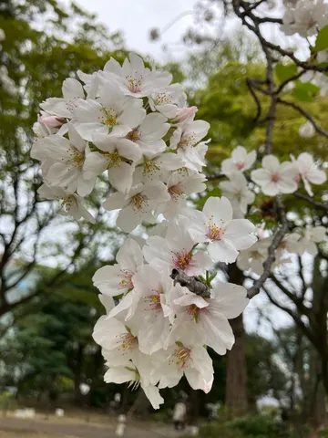 淡き春の息吹、刹那の美