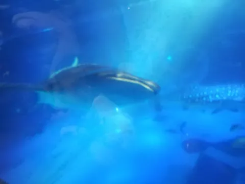 青い海に漂う悠久の命
