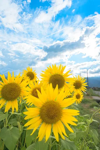 空へ伸びる、夏の黄金