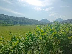 初夏の緑が萌える丘