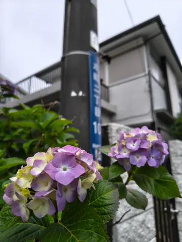雨上がりの紫陽花、都会の片隅