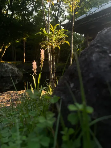 木漏れ日と初夏の花