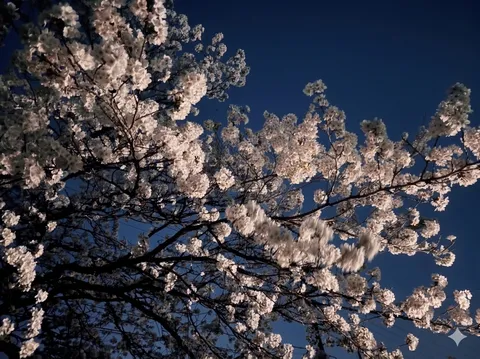 星空に咲いた桜の木