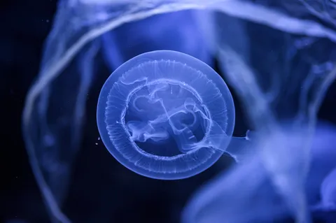 神秘的な海中散歩