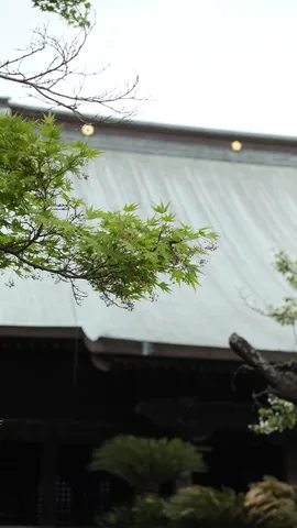 新緑と古刹の静謐な佇まい