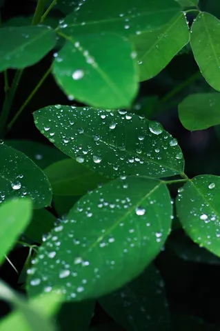 雨粒がきらめく緑の葉
