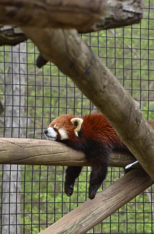 のんびりお昼寝するアカパンダ