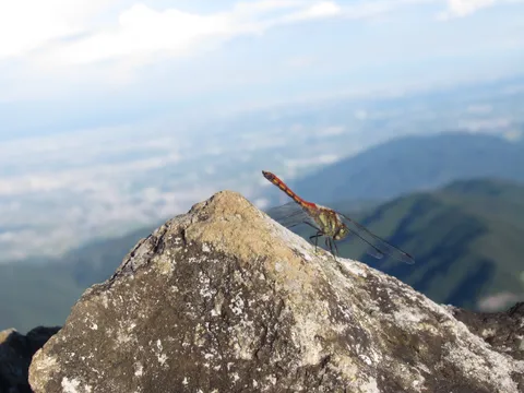 山頂の蜻蛉と風景