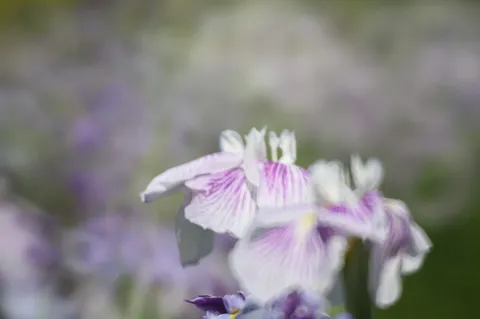柔らかに溶ける花