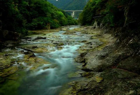 緑と水の静かな旅路