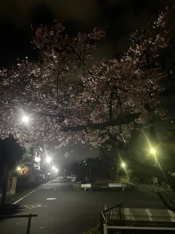 夜桜と街灯、幻想的な散歩道