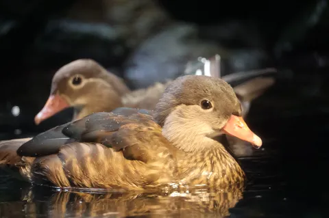 水面に映る、ふたりの鴨