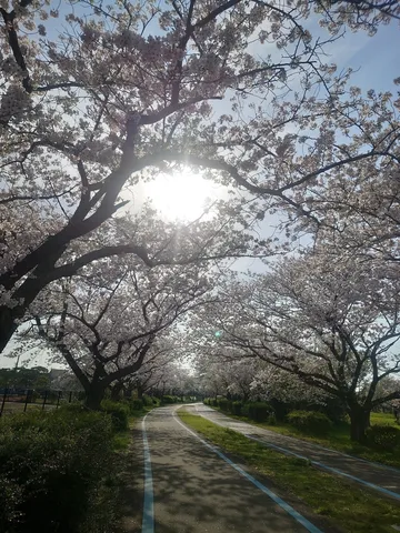 光に透ける桜の道