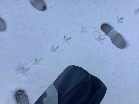 雪の日の足跡が語る静けさ