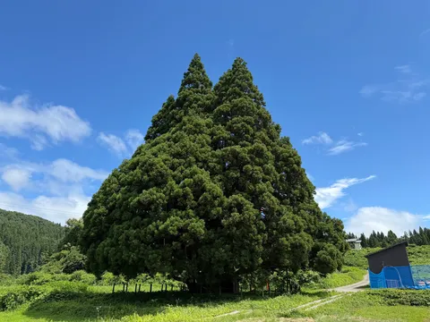 天を突く、巨木の悠久