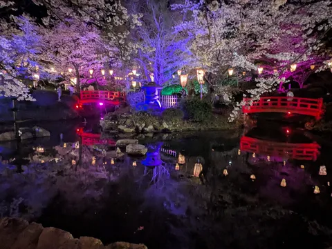 幻想夜桜、灯りに誘われて