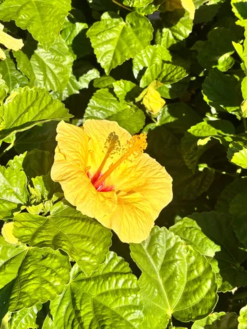 陽光に揺れる黄花の記憶