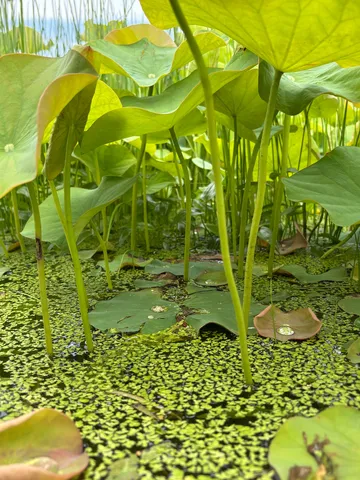 翠の森、水上の世界