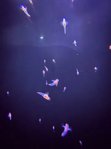 優雅に舞う、海の天使たち