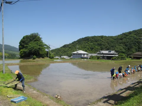 田植え実習！子供たちの成長記録