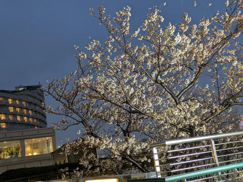 夜桜とキラリな手すり