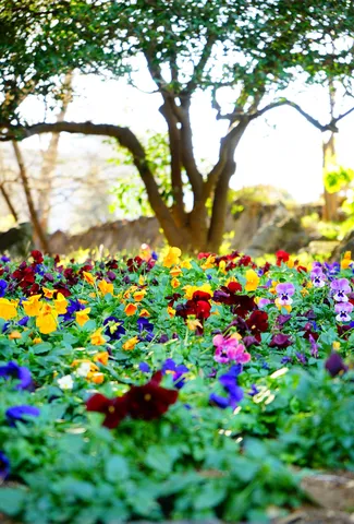 木漏れ日降り注ぐ花畑