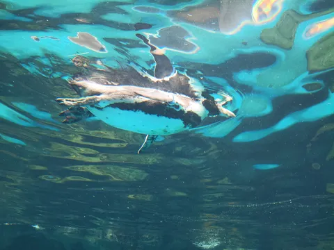 水中の光と影のダンス