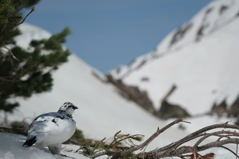 雪原に佇む、白銀の鳥