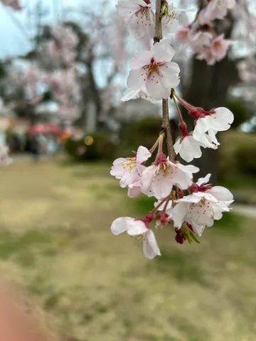春の訪れ、淡い桜の息吹