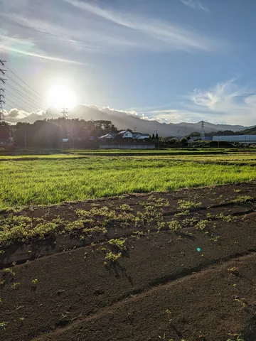 夕陽が照らす田園の風景
