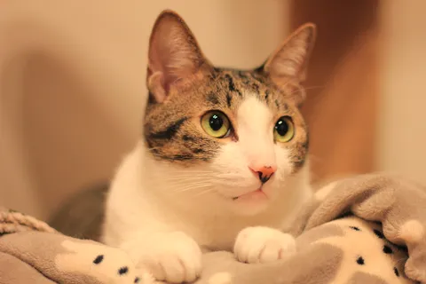 温かい毛布と猫の瞳