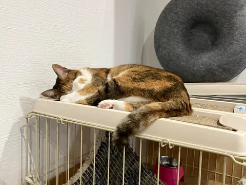 お顔隠しておやすみニャン