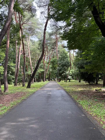 木漏れ日揺れる緑の回廊