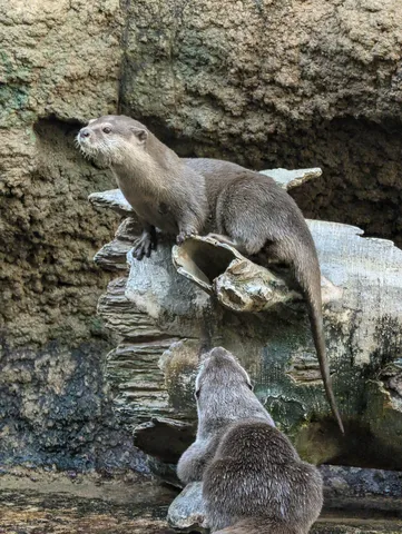 流れるような時を刻む、カワウソの親子