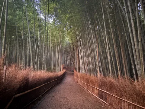 風情ある竹林の回廊