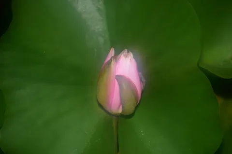 眠る睡蓮の蕾、静寂の緑