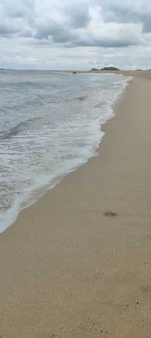 波打ち際の小さな訪問者
