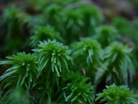 緑の苔に宿る静謐な瞬間