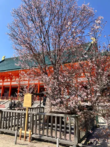 朱色の社と桜の宴